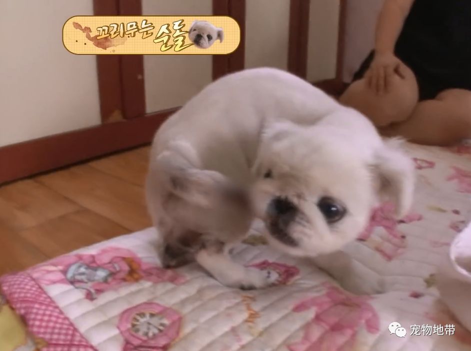 狗狗狂咬自己尾巴就算流血也不管病因让人意思不到