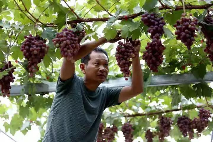 191第二期葡萄经理人培训班开始报名了！