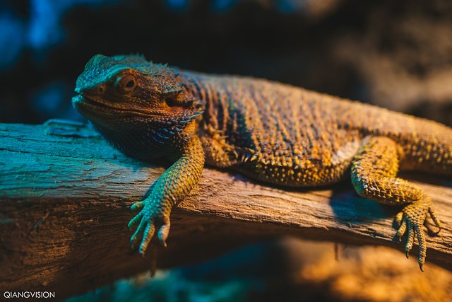 成都怎么玩一天一夜,如何在成都耍一天