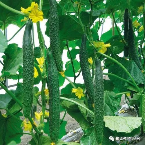 古代蔬菜水果传入中国的时间,各个朝代传入中国的蔬菜和水果