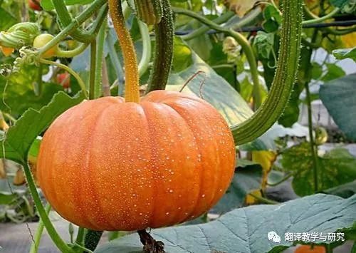 古代蔬菜水果传入中国的时间,各个朝代传入中国的蔬菜和水果