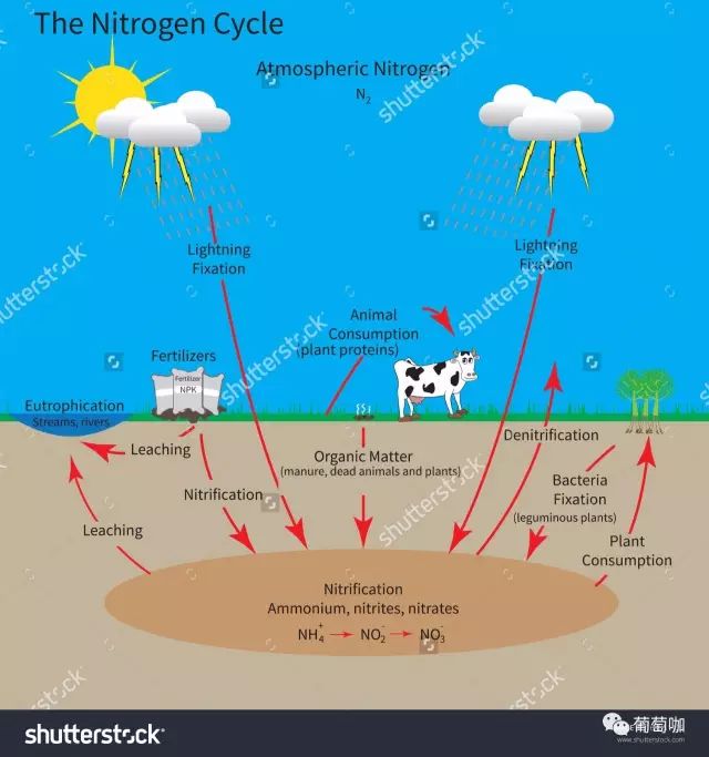 葡萄氮肥的作用及施用方法,一棵葡萄施多少氮肥最好