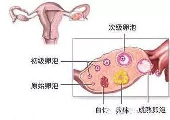 女性腹痛、腹胀，不一定是胃肠道疾病，真相可能更严重！