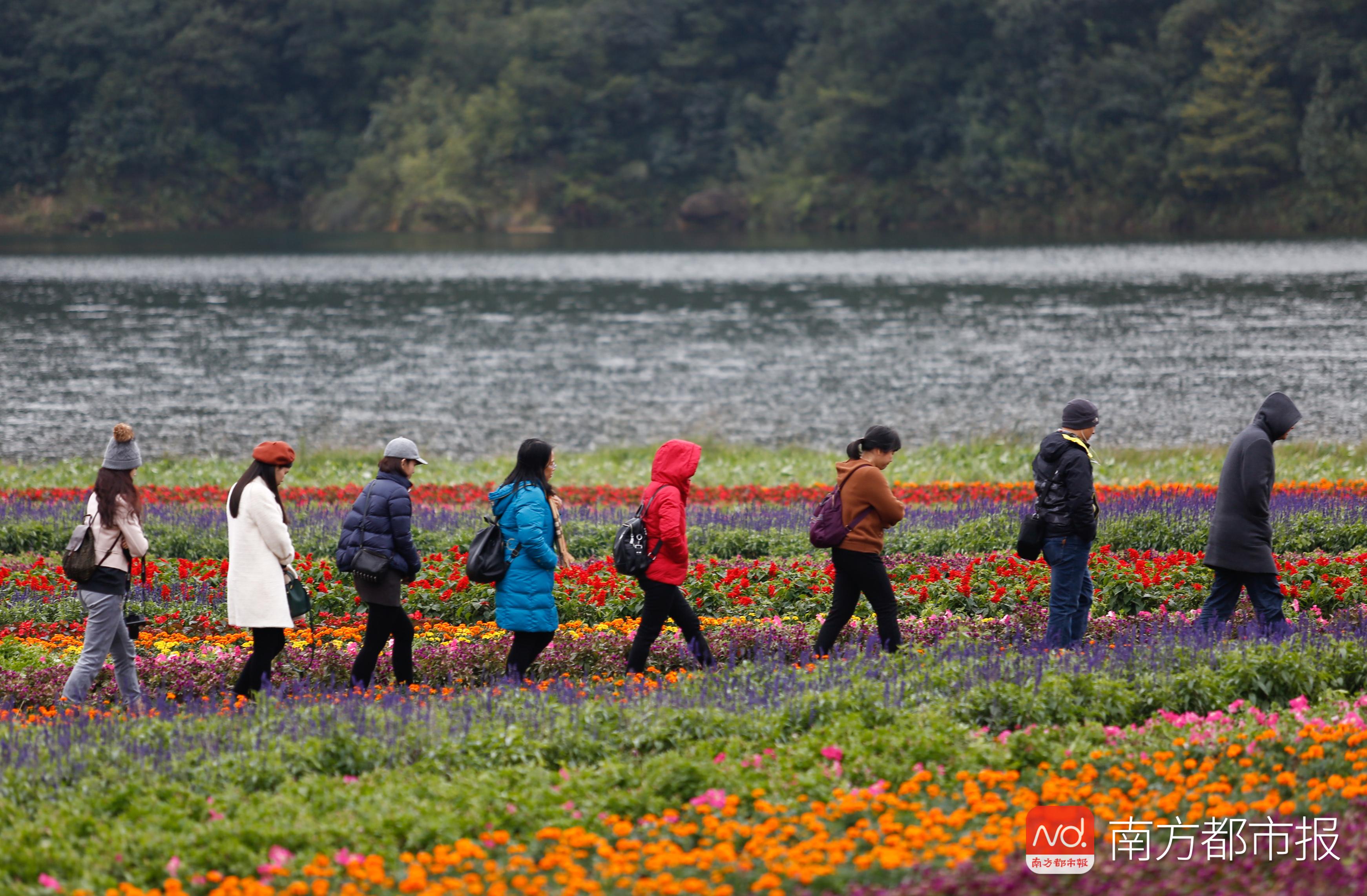 香山红叶满山遍野,香山公园红叶观赏胜地