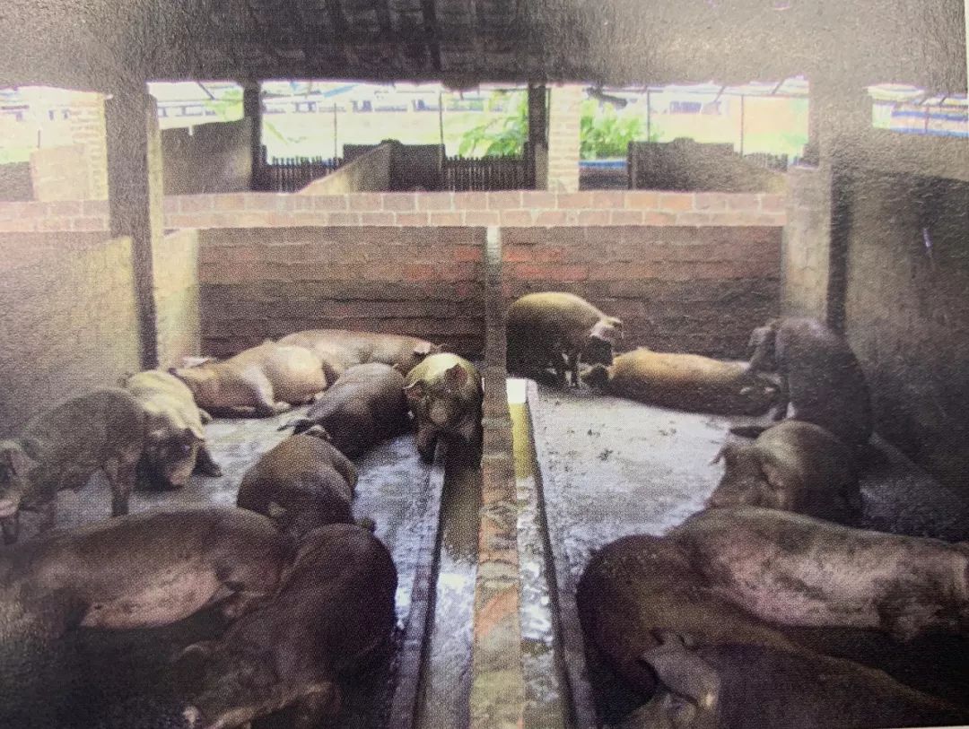 人民日报推动经济高质量发展,人民日报生态振兴