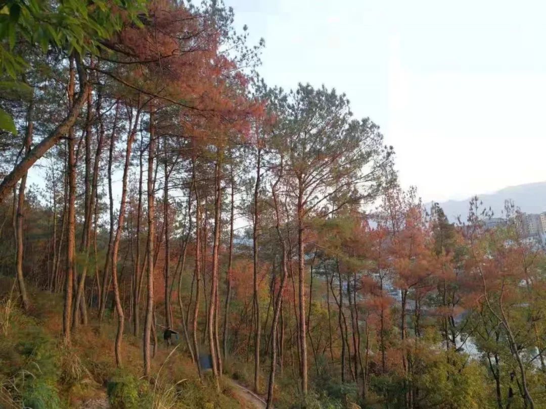 松树也变黄了,松树变红的原因