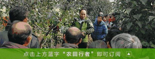 多效唑控旺桃树倍数,多效唑对桃树控梢的应用