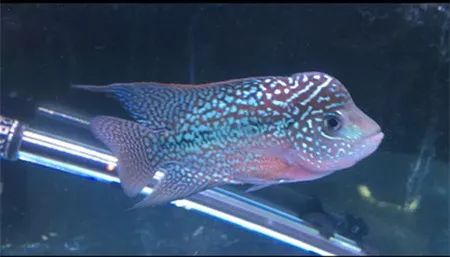 罗汉鱼失鳔症的鱼恢复要多久,罗汉鱼肠子掉出来还有救吗