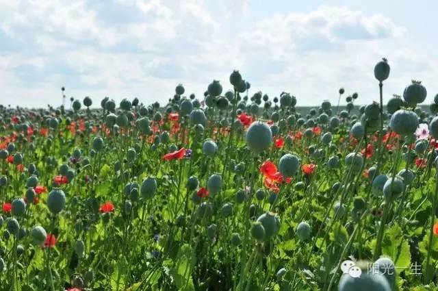 检测吸毒需要多少毛发,检测吸毒尿液几道杠是阴性