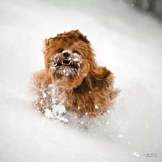 冬季狗狗护理注意事项