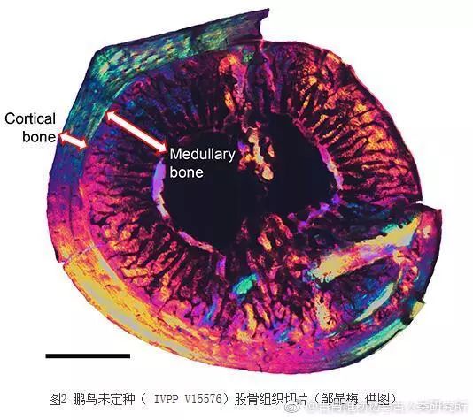 古生物最新发现,古生物化石信息