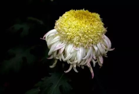 福建一男人发烧去世,一位小伙长期痔疮便血导致了死亡