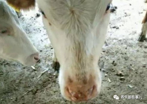得了口蹄疫的牛痊愈要多长时间,牛口蹄疫最快几天能发病