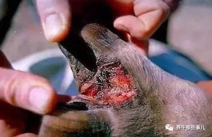 口蹄疫3天病死7头牛怎么治疗