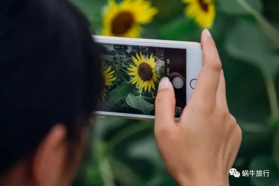 上林葵花节景点,广西上林葵花文化旅游节