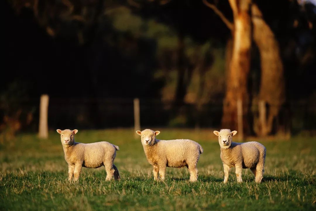在成都一天三顿都吃火锅,成都吃羊肉汤的地方