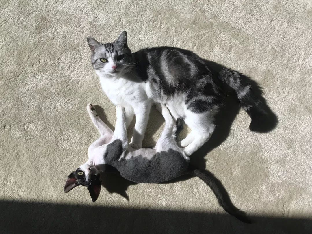 圣诞节绿毛怪格林奇,圣诞节出没的绿毛怪