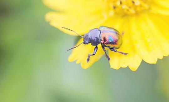 小时候玩的昆虫,小时候玩的会飞的甲虫