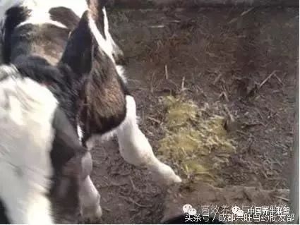 牛犊拉稀怎么防治,春季牛犊腹泻注意什么