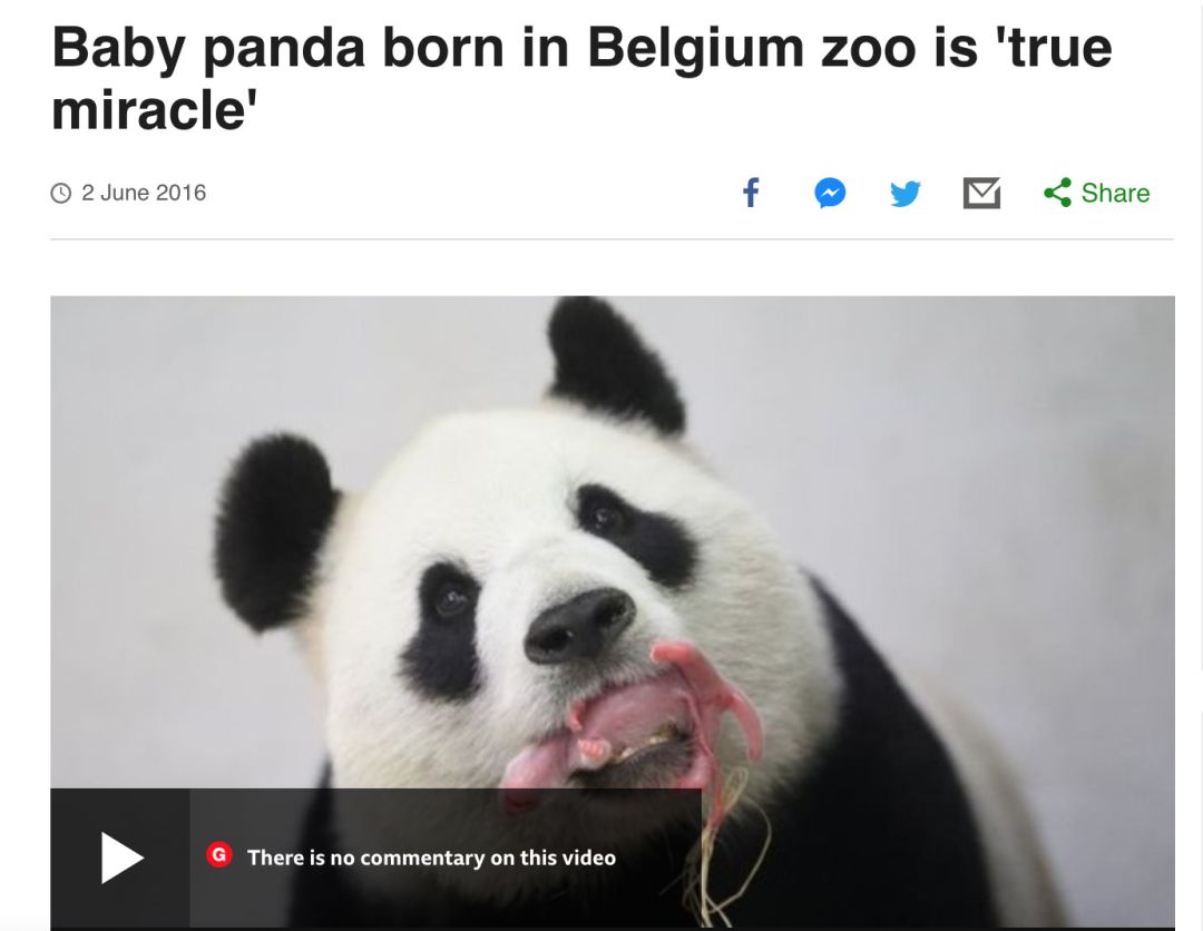 老外到底多喜欢熊猫,老外看中国大熊猫