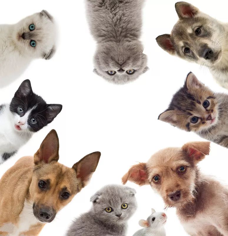 新闻综合广播｜「宠爱有家」之喵星驾到