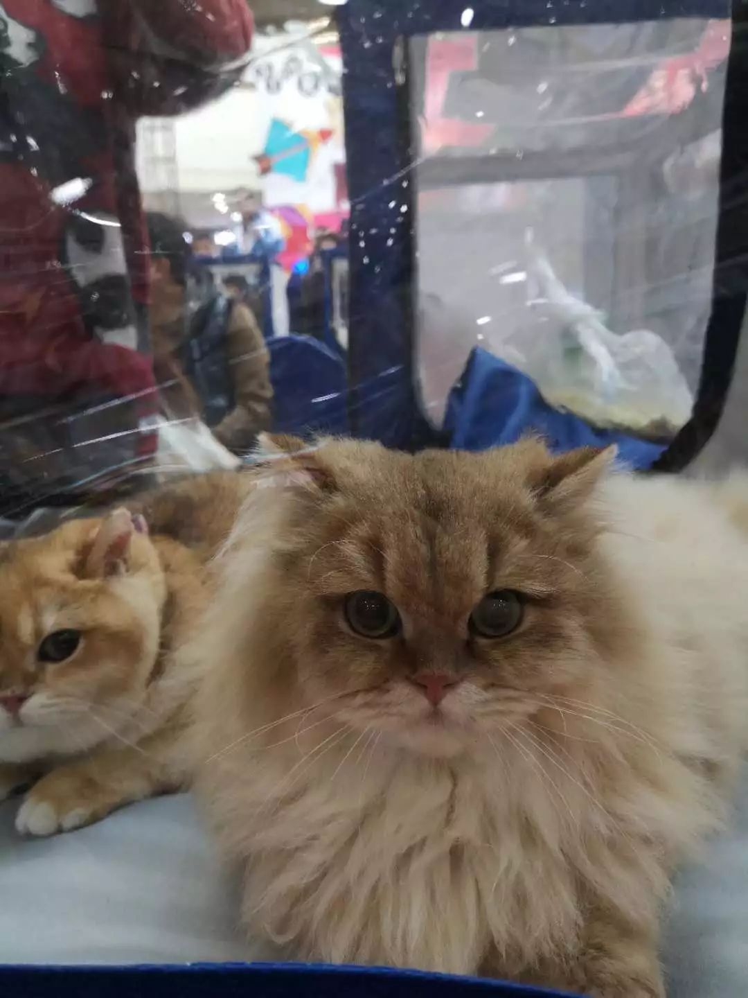 新闻综合广播｜「宠爱有家」之喵星驾到