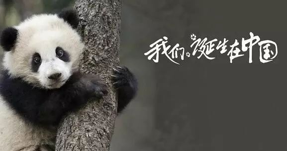 老外到底多喜欢熊猫,老外看中国大熊猫