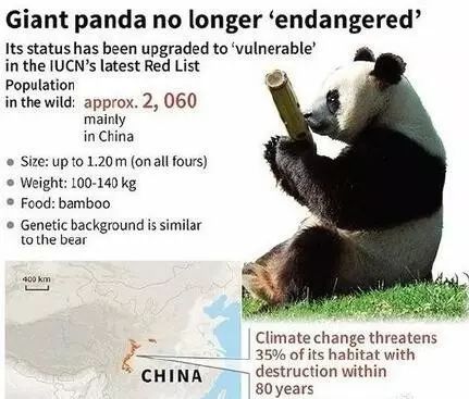 老外多爱猫咪,老外多爱中国