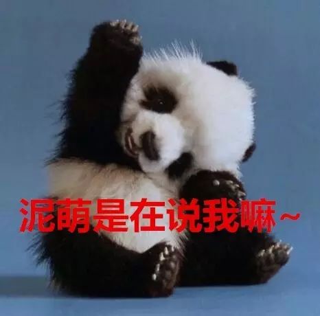 老外多爱猫咪,老外多爱中国