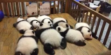 老外到底多喜欢熊猫,老外看中国大熊猫