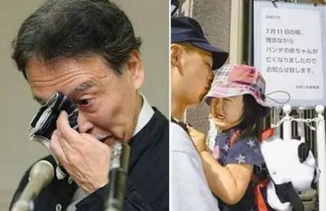 老外到底多喜欢熊猫,老外看中国大熊猫