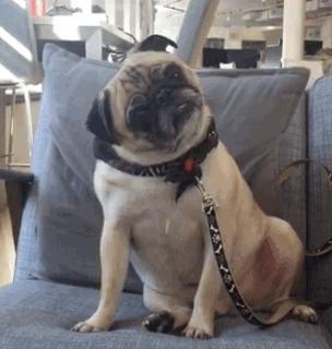 为了一块地毯把家具都换了,为了一块羊毛地毯换了家具