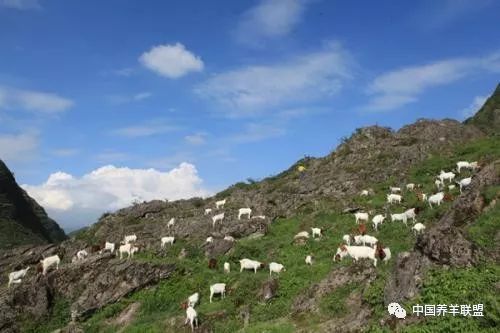 2021年羊价大跌,羊价大跌