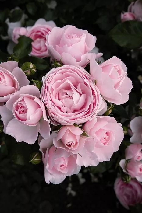 日本顶级微型月季,日本顶级盆栽大师