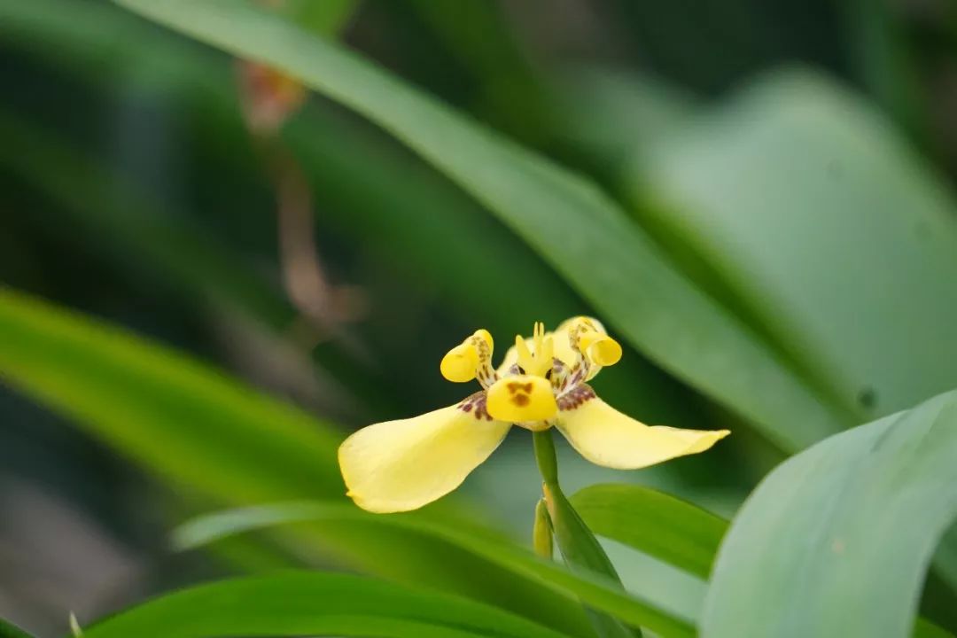 华南植物园吉祥花图片,华南植物园禾雀花观赏时间