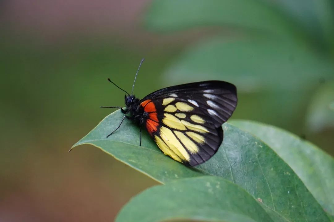 华南植物园吉祥花图片,华南植物园禾雀花观赏时间