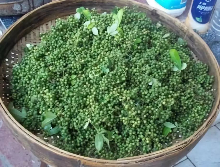 鏂瑰織鍥涘窛浜虹墿浠嬬粛,鏂瑰織鍥涘窛鍘嗗彶鏂囧寲