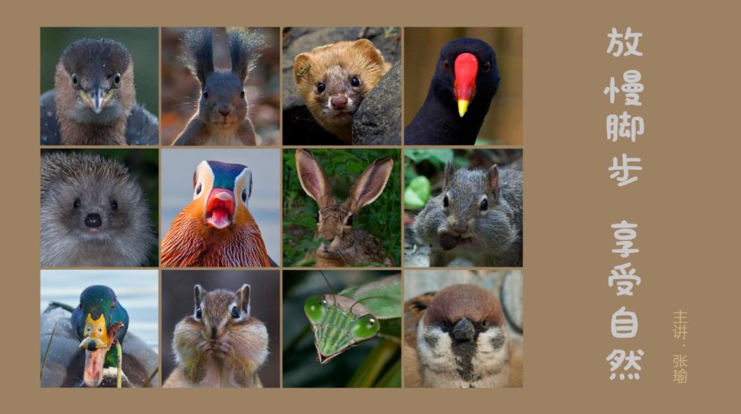 身边没有野生动物？也许是你不够慢