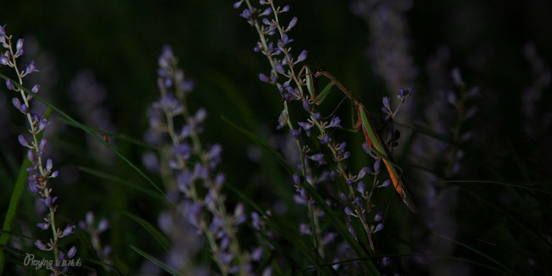 身边没有野生动物？也许是你不够慢
