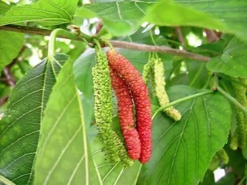 最长的桑葚有多长,最长的桑葚