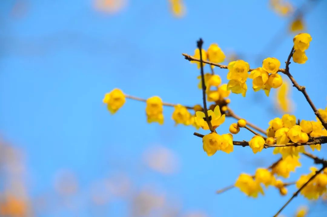 历史上写一首诗就出名的诗人,十位诗人一人一首诗流芳百世
