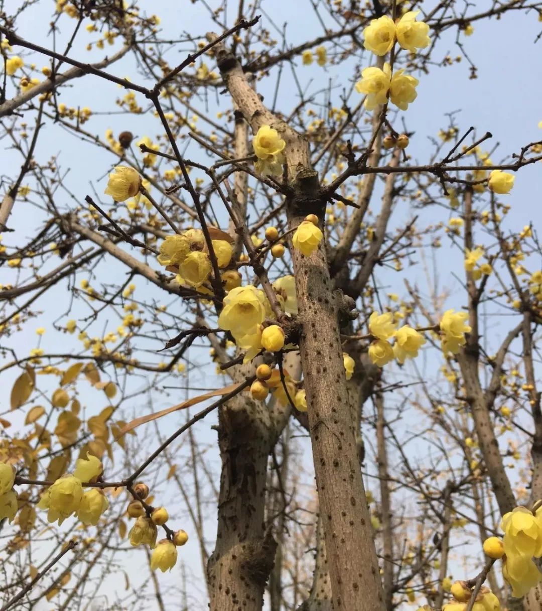 腊梅花的香味沁人心脾,腊梅花开香味扑鼻