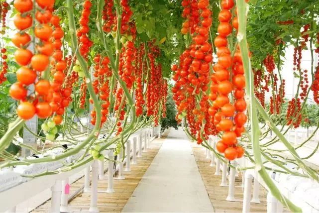 好紧张好想表白,好紧张马上要和喜欢的人表白了