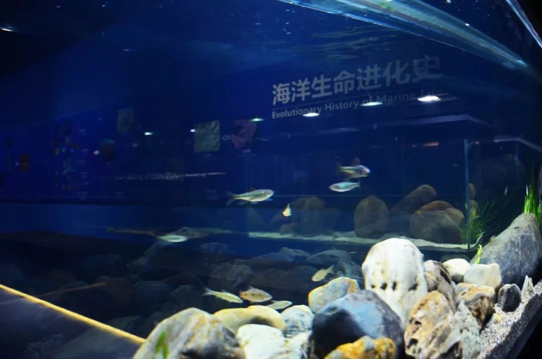 厦门翔安海洋馆门票价格,翔安澳头海洋馆