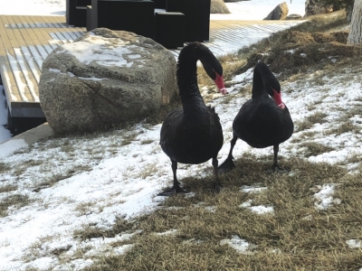 返回城关区家中的黑天鹅“大黑”身体状况良好和“盼盼”一起开启幸福生活