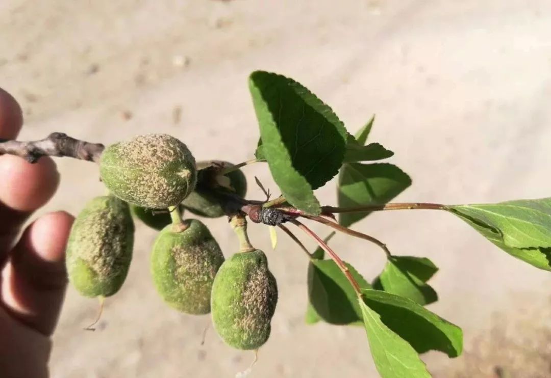 寡妇年真的有倒春寒吗,2019年是不是寡妇年