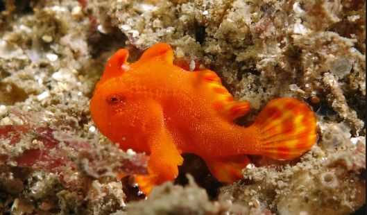 海缸如何养好水质,原生海缸家庭饲养