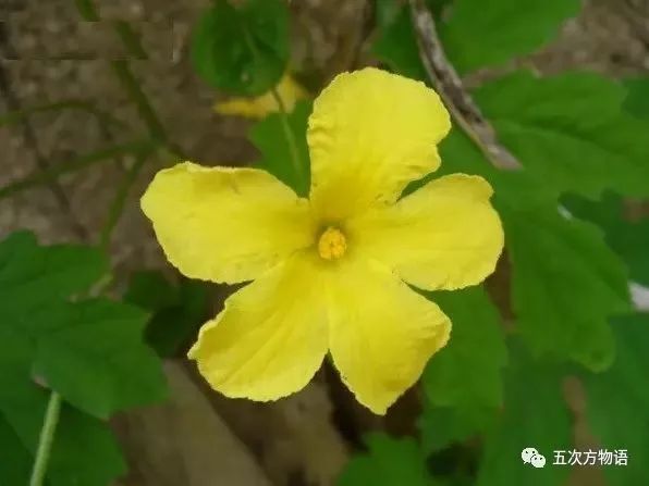 苦瓜与金铃子有什么区别,金铃子和苦瓜很像