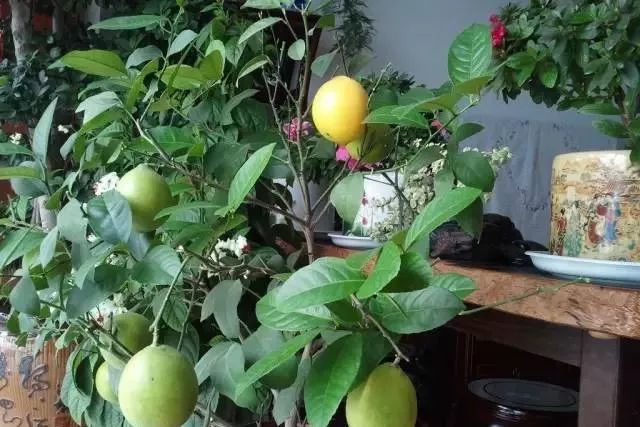 如何促进盆栽柠檬开花结果,盆栽柠檬几年开花结果