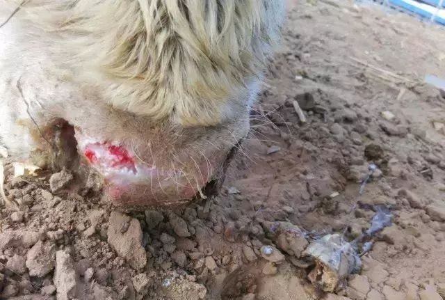 牛口蹄疫的治疗方法,牛口蹄疫的治疗方法最新